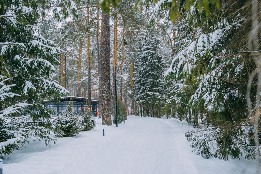 Фото турбаза елки